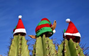 cacti with hats | used cars in phoenix arizona